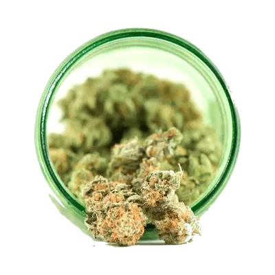 cannabis flower in jar